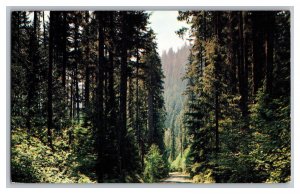 Vintage Postcard WA OR Pacific Northwest Trees Forest