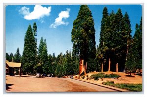 Checking Station Kings Canyon National Park  California UNP Chrome Postcard C20