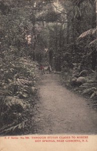 Postcard Through Sylvan Glades to Morere Hot Springs Gisbone New Zealand