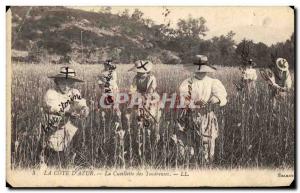 Old Postcard Collection tuberous Cote d & # 39Azur