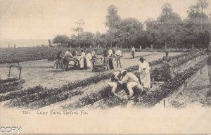 Sanford Fla Celery Picking postcard BA109