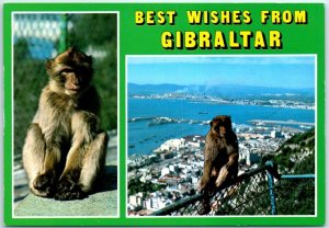 M-38821 Rock Apes Best Wishes from Gibraltar British Overseas Territory
