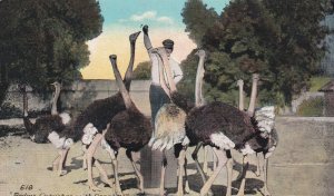 Vintage CA Ostrich Farm Postcard Feeding Ostriches With Oranges Kashower Co LA