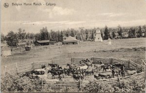 Belgian Horse Ranch Calgary Alberta AB Horses Ranching Unused Postcard G15