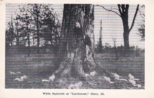 Illinois Olney White Squirrels At Larchmont