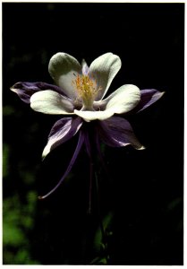 Colorado State Flower The Columbine