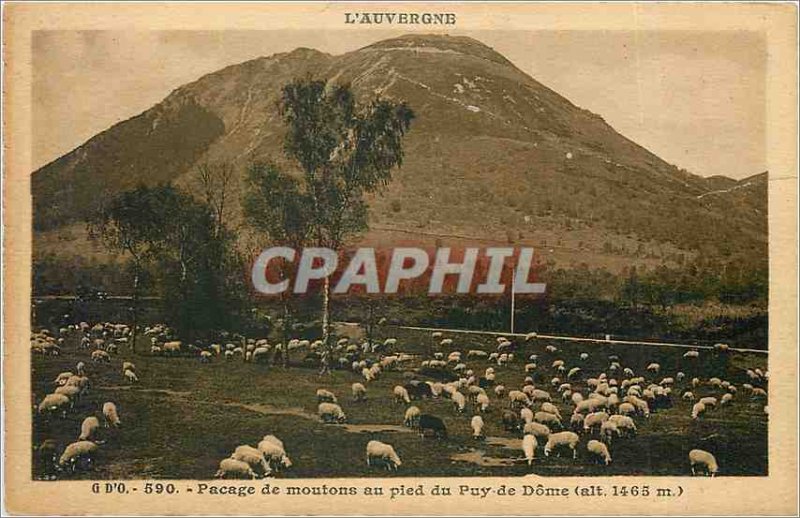 Old Postcard Auvergne Grazing sheep at the foot of the Puy de Dome