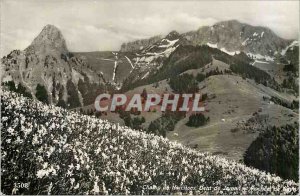 Postcard Modern Field Narcissus Dent de Jaman and Rochers de Naye