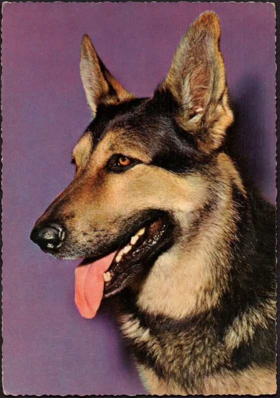 Sweden Post Card - Pet dog (43)