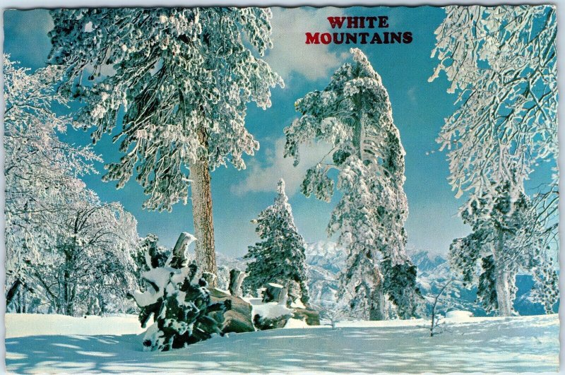 c1970s White MOuntains, AZ Winter Wonderland Greetings Unposted 4x6 PC Vtg M13