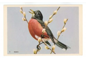 Birds - Robin 