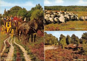 BG9944 luneburger heide types folklore horse sheep mouton  germany