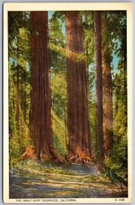 Vtg California CA The Great Giant Big Redwoods Trees 1920s View Old Postcard