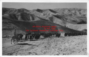 Palestine, Israel, Judea Hills, RPPC, Shepherd On Camel, Photo