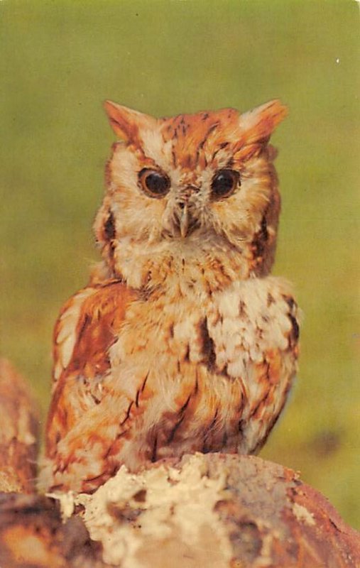Spooky, Wise Owl Unused 