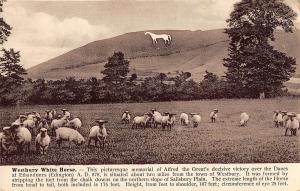 uk16848 white horse westbury real photo uk sheep