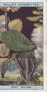 Wills Vintage Cigarette Card Flowering Trees &  Shrubs 1924 No 49 Goat Willow