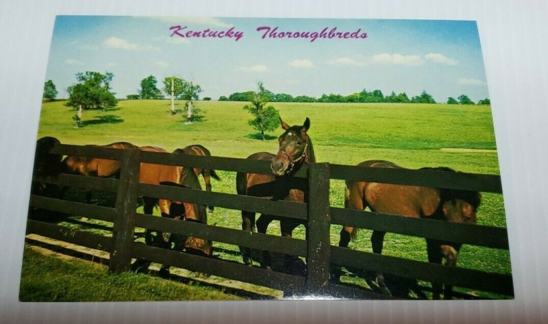 Vintage Postcard Kentucky Thoroughbred horses Paris Lexington Blue Grass 1988