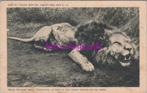 Animals Postcard - Dead Lion, Africa, Nelle Missioni Della Consolata RS37604