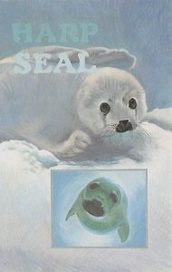 Harp Seal Seals Unused 