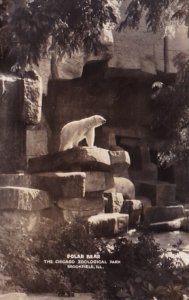 Polar Bear The Chicago Zoological Park Brookfield Illinois Real Photo