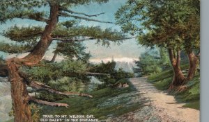Vintage Postcard 1910's Trail To Mt. Wilson California Old Baldy In The Distance