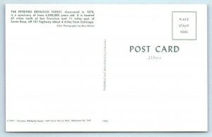 Sonoma County, CA ~ PETRIFIED REDWOOD FOREST Roadside c1960s Postcard