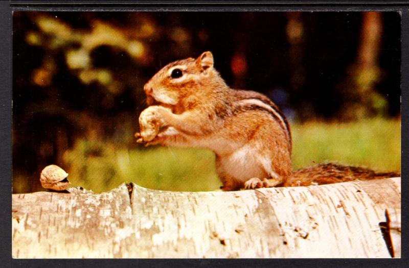 Chipmunk