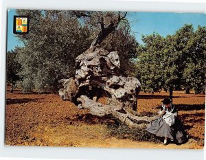 Postcard Millenary olive-tree and majorcan, Palma, Spain