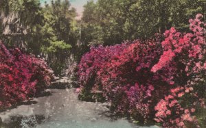 Vintage Postcard 1930's Azaleas Wormsloe Gardens Isle Of Hope Savannah Georgia