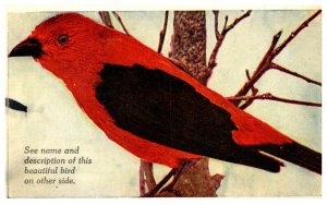 Bird Scarlet Tanager