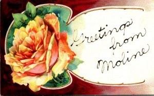 Illinois Greetings From Moline With Yellow Rose 1909