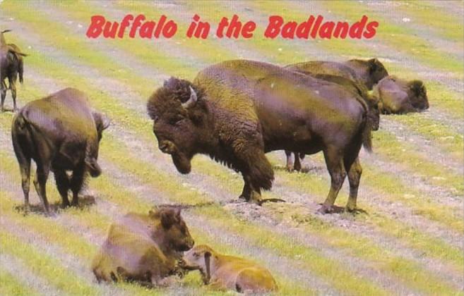 South Dakota Black Hills Buffalo In The Badlands