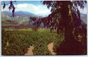 Postcard - Orange and Lemon Groves of Southern California