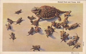 Horned Toad and Young 1950 Curteich