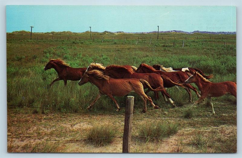 Postcard NC Wild Ponies Ocracoke Island Outer Banks OBX Cape Hatteras c1960s N8