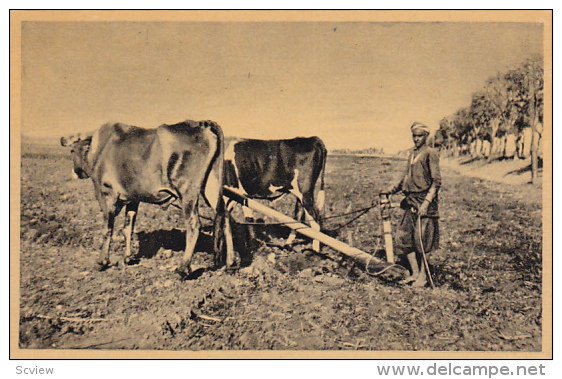 EGYPT: Fellah ploughing with oxen, 10-20s