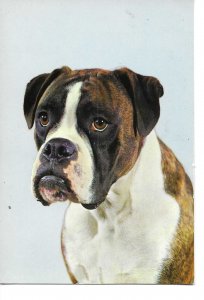Dog. Bulldog. Modern Spanish photo postcard 1970s