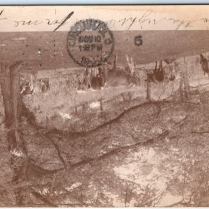 1906 Vevay, IN Cattle Under Tree RPPC Cows Graze Farm Beautiful Real Photo A139