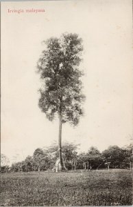 Singapore Botanical Gardens Tree Irvingia Malayana c1908 Postcard G99