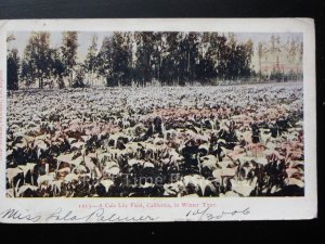 USA: California, A Cala Lily Field in Winter Time c1905 UB