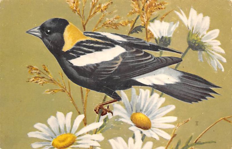 Bobolink Bird Unused 