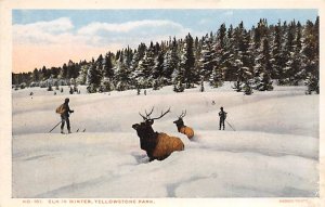 Elk in Winter Yellowstone Park, USA