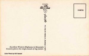 Highway through Virgin Stand of Big Timber - Western US