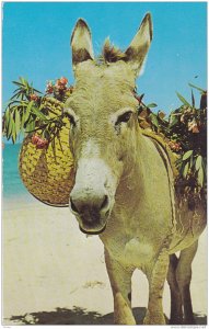The Sunny Caribbean, Native donkey, Jamaica, 40-60s