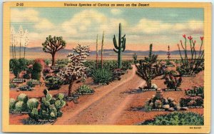 M-2719 Various Species of Cactus as seen on the Desert