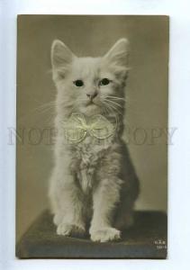 206671 Snow-white PUSSY CAT Kitten REAL BOW Eyes Vintage PHOTO