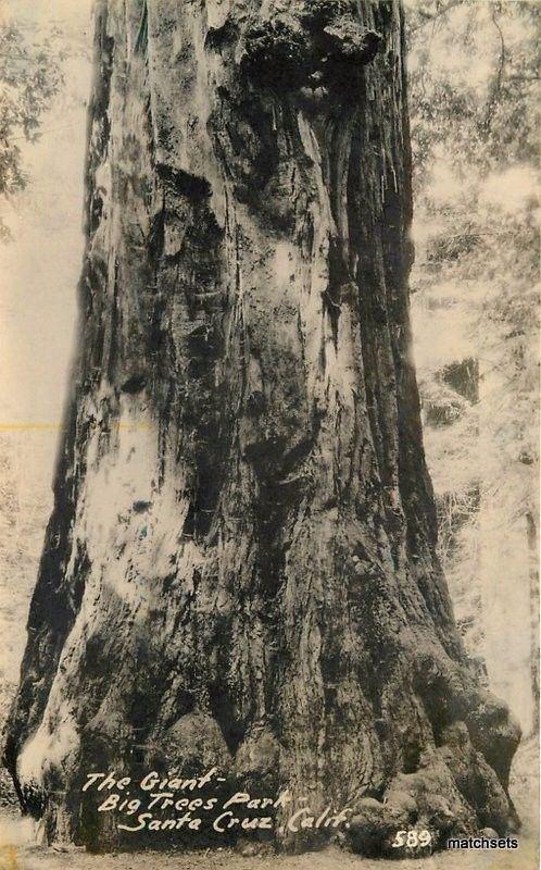 C-1920s Giant Big Tree Park Santa Cruz California RPPC Real photo postcard 353 