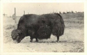 Vintage RPPC Postcard; Yak / Arctic Musk Ox, Alaska AK Sawyers 631 unposted