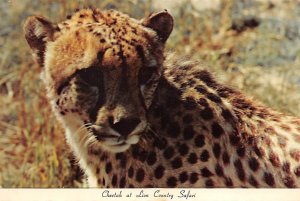  Cheetah At, Lion Country Safari  